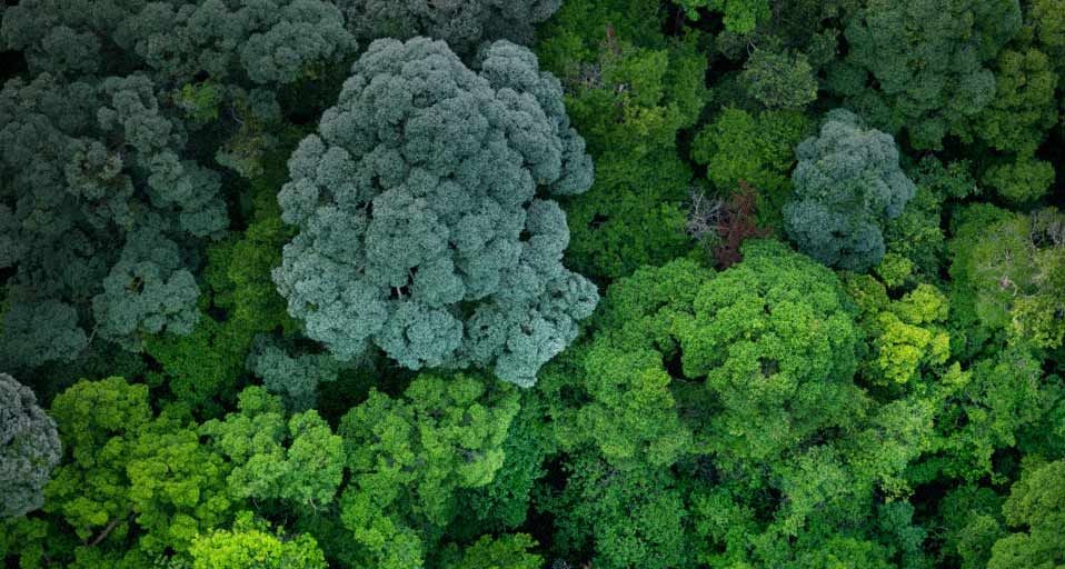Aerial view of forest near Johor, Malaysia
