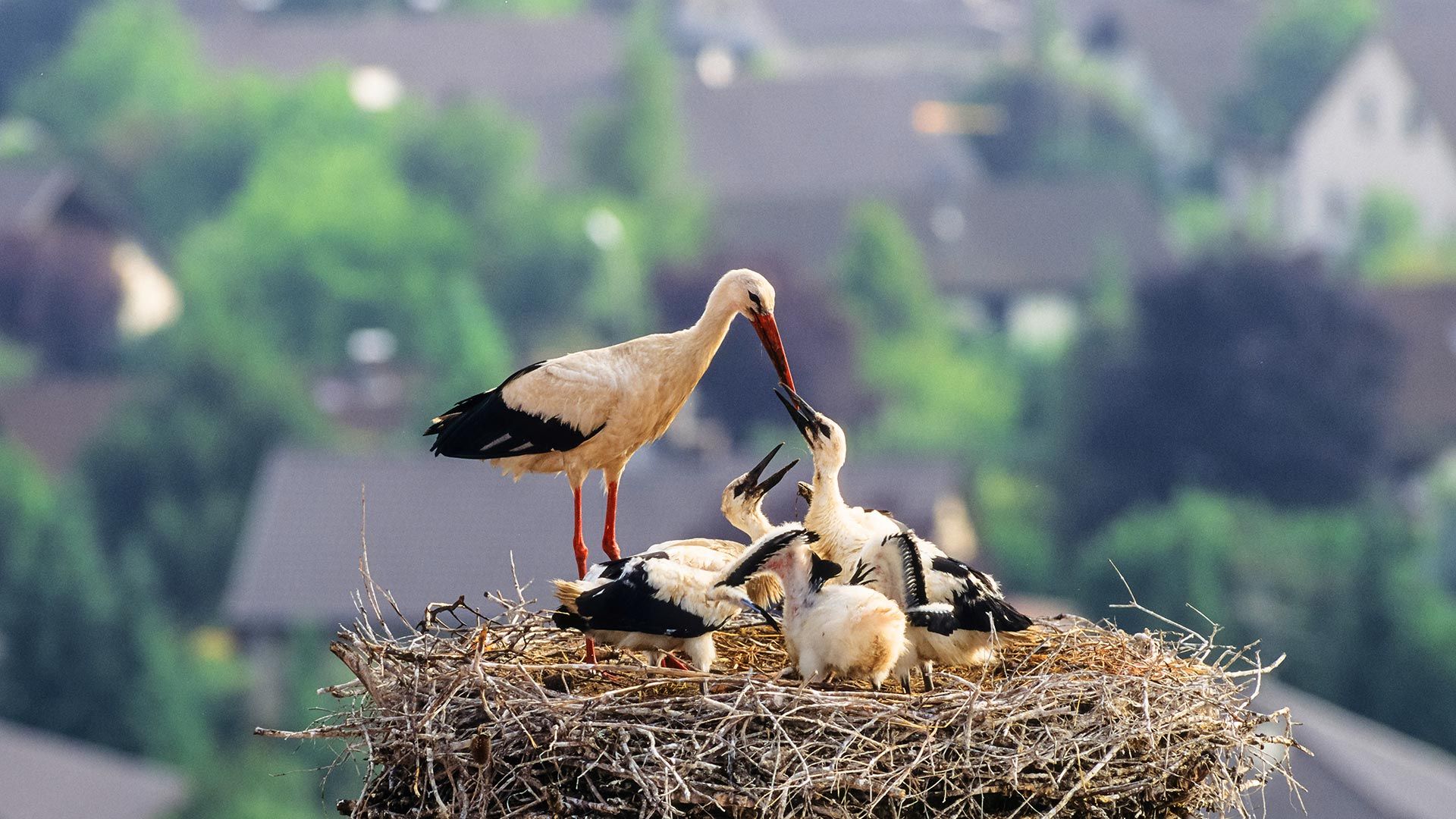 Weißstorch mit Küken im Nest, Deutschland