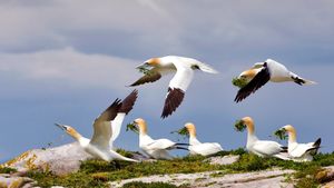 Northern gannets on Great Saltee Island, Ireland (© Danny Green/Minden Pictures)(Bing United States)