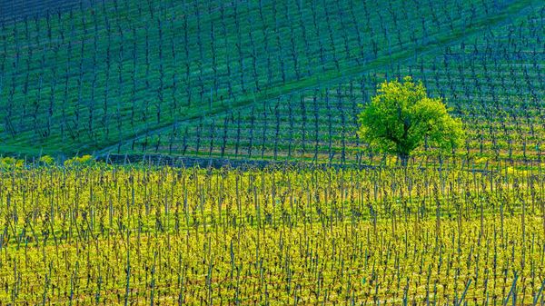 Vignes près de Kientzheim, Haut-Rhin, Grand Est