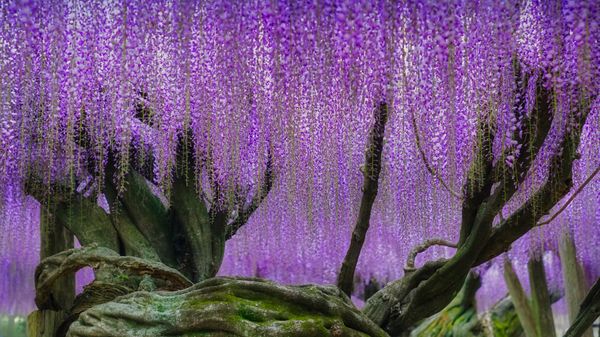 Wisteria blooms at Kawachi Fuji Garden in Kitakyushu, Japan