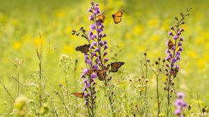 Mariposas monarca alimentándose de las flores silvestres de la estrella fugaz (© bookguy/Getty Images)(Bing España)