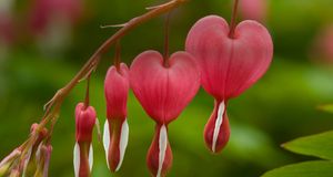 Dicentra (bleeding heart) plant (© Travel Ink/Gallo Images/Getty Images) &copy; (Bing United States)