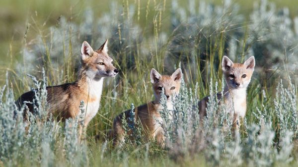 Wild swift fox (vulpes velox) family in the Canadian Prairies