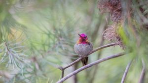 Colibrí de Ana, Santa Cruz, California, EE. UU. (© yhelfman/Getty Images)(Bing España)