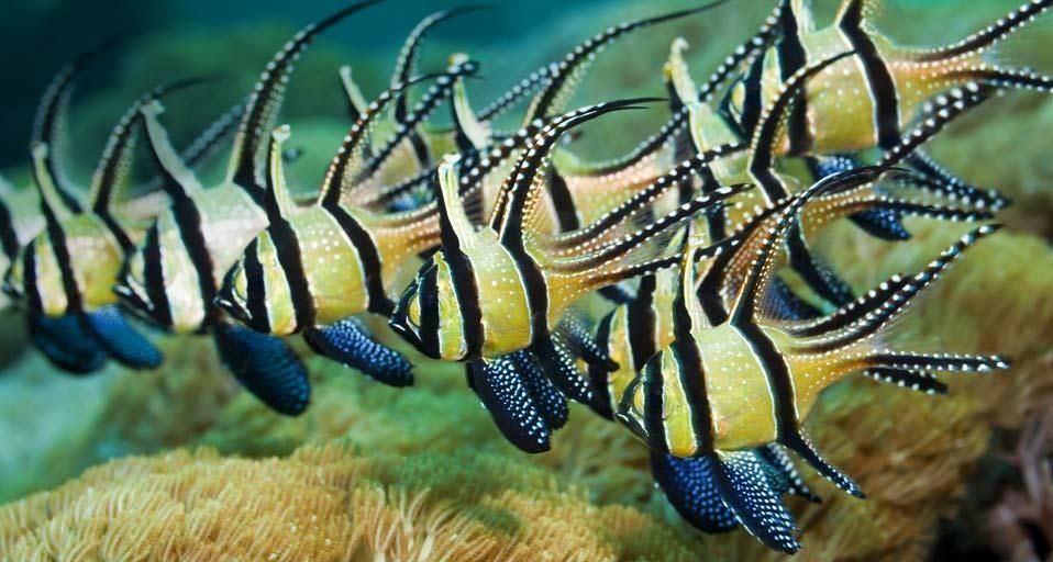 BanggaiCardinalfish