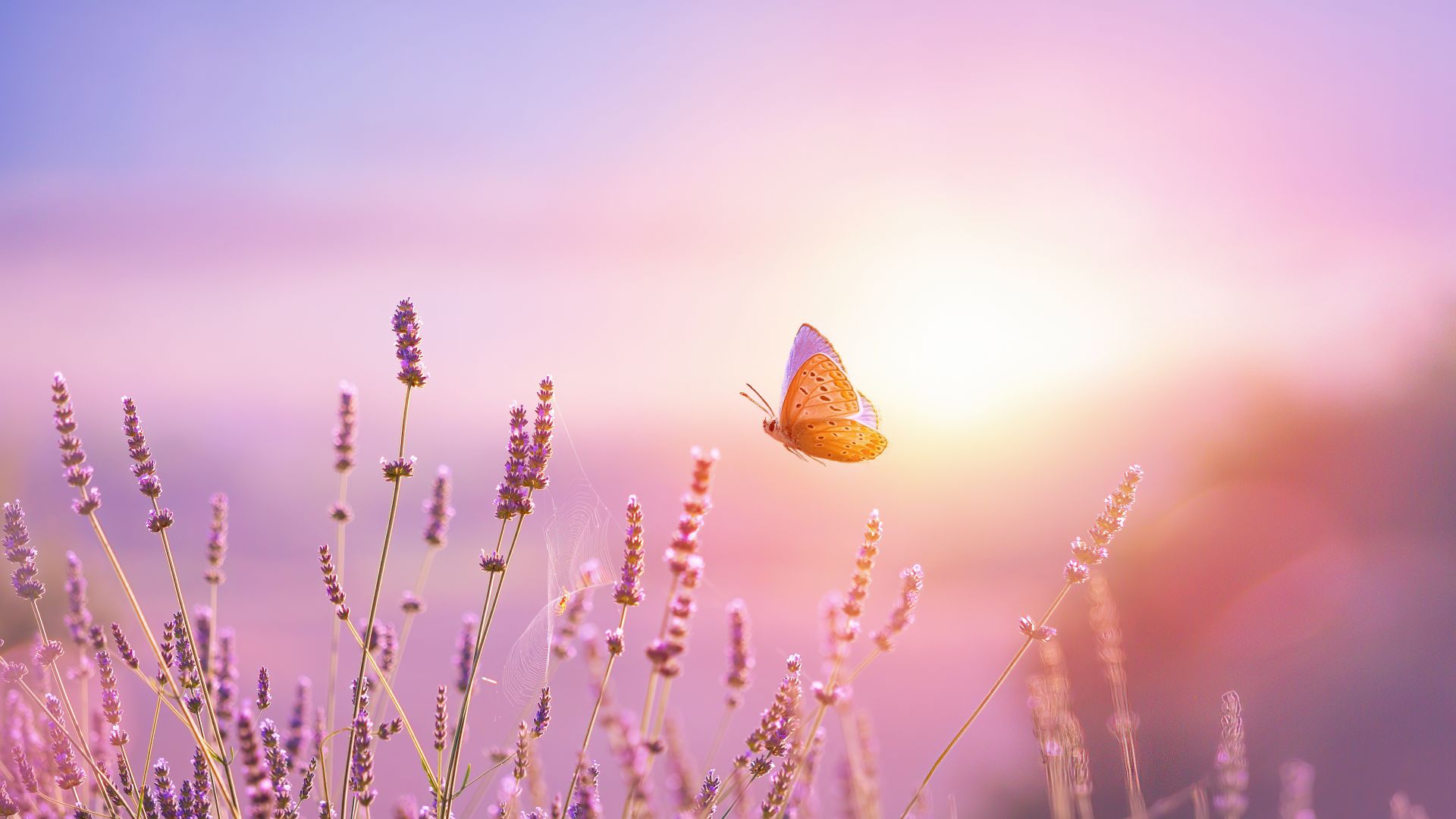 Papillon et fleur de lavande au lever du soleil, France