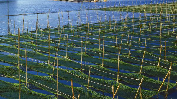 ｢あおさ海苔養殖場｣三重, 志摩