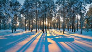 Rayons de soleil entre les arbres d’une forêt de Sibérie, près de la ville de Radoujny, Russie (© Leonid Ikan/Shutterstock)(Bing France)