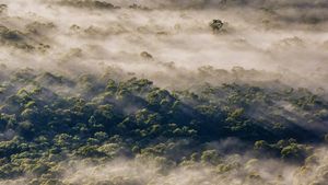 ブルー・マウンテンズ国立公園, オーストラリア ニューサウスウェールズ州 (© Andrew Peacock/TANDEM Stills + Motion)(Bing Japan)