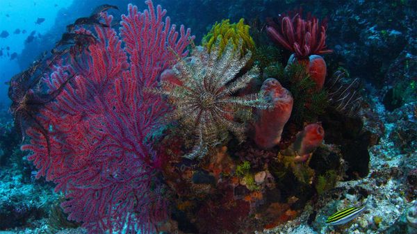 Gorgonian coral, crinoid, and sponges, Komodo National Park, Indonesia