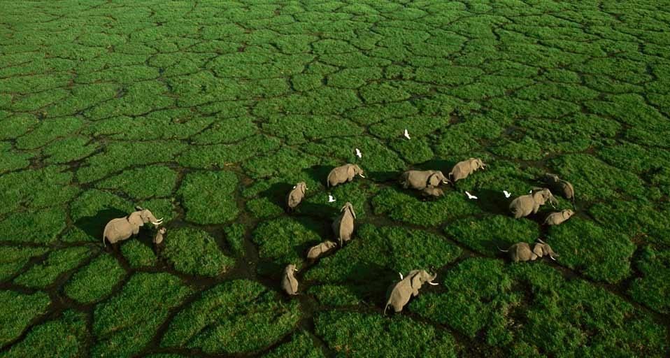 AmboseliLakeElephants