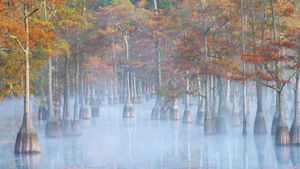 Cypress trees in George L. Smith State Park, Georgia, USA (© Chris Moore/TANDEM Stills + Motion)(Bing New Zealand)