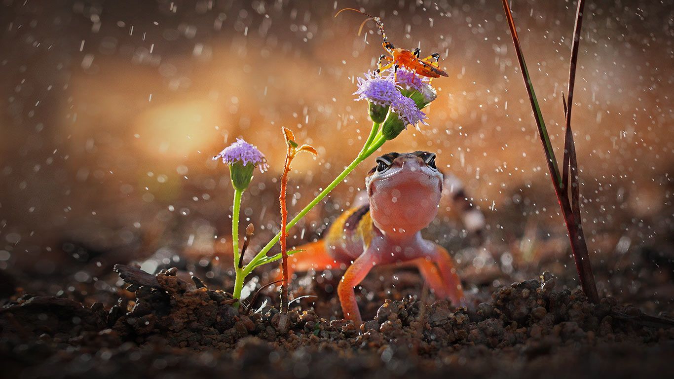 Gecko and insect on rainy day, Indonesia