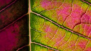 Poinsettia leaf close-up (© Charles Floyd/Alamy)(Bing Australia)