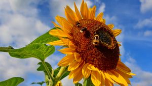 Sonnenblume (© Rüdiger Hess/geo-select FotoArt)(Bing Deutschland)