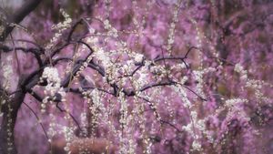 乱れて咲くしだれ梅の花, 京都府 京都市 (© EvergreenPlanet/Getty Images)(Bing Japan)