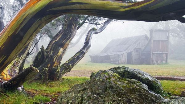 Wallace Hut and snow gum trees in Alpine National Park, Victoria, Australia