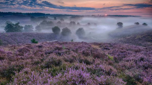 Flowering heather in The Netherlands