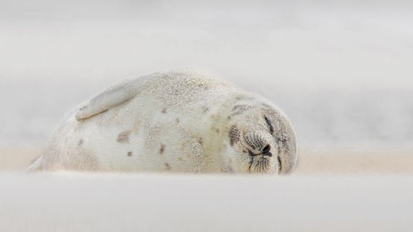 Harp seal, Jones Beach, Long Island, New York, USA