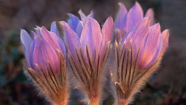 Prairie crocus, Sandilands Provincial Forest, Manitoba, Canada