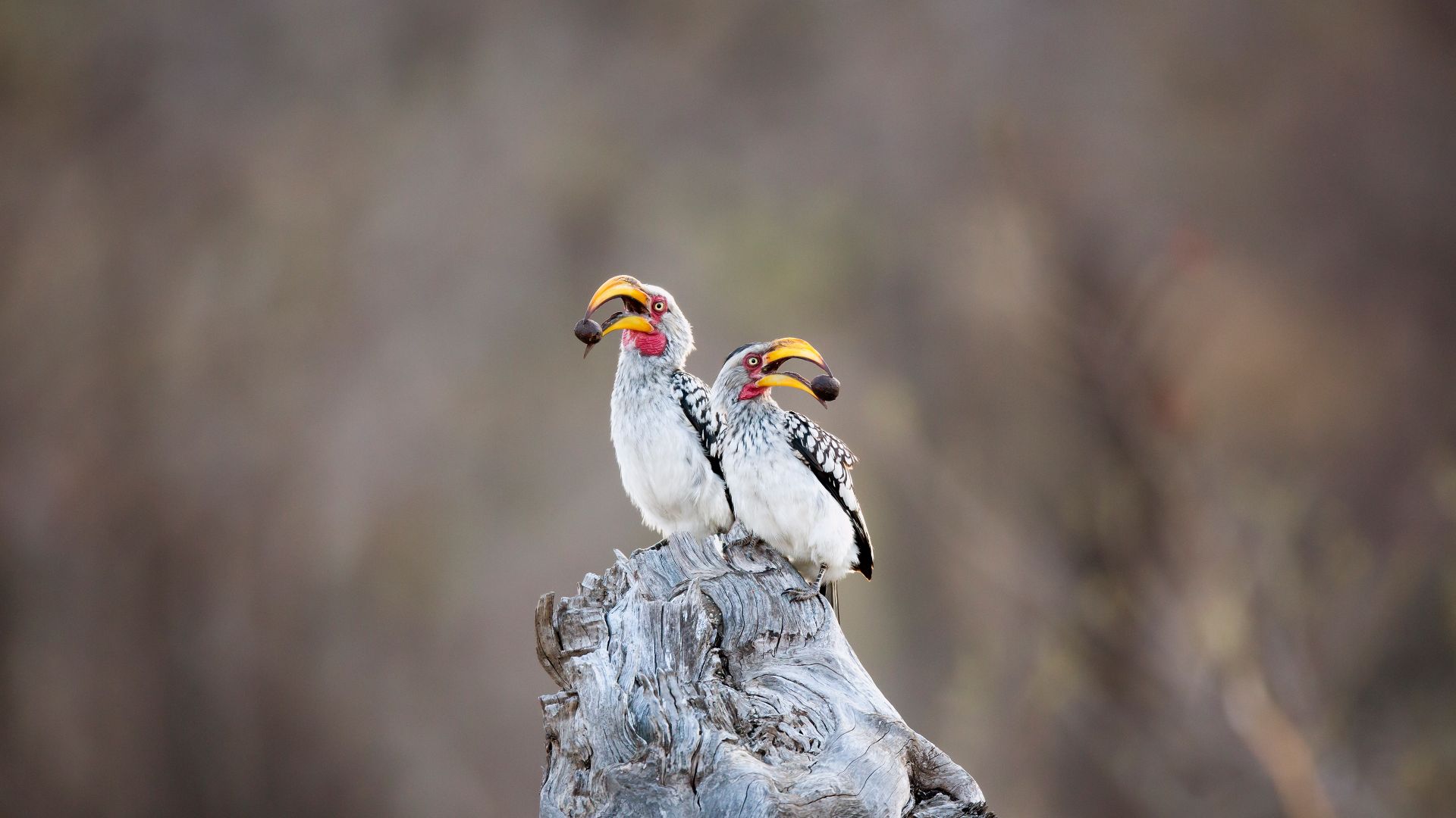 Buceri dal becco giallo meridionale nel Parco Nazionale Kruger, Sudafrica