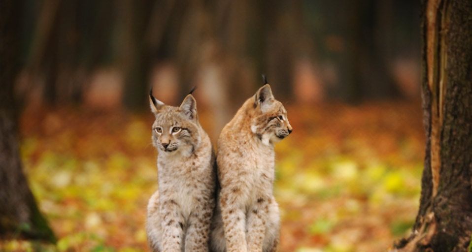 Zwei Luchse im Nationalpark Bayerischer Wald