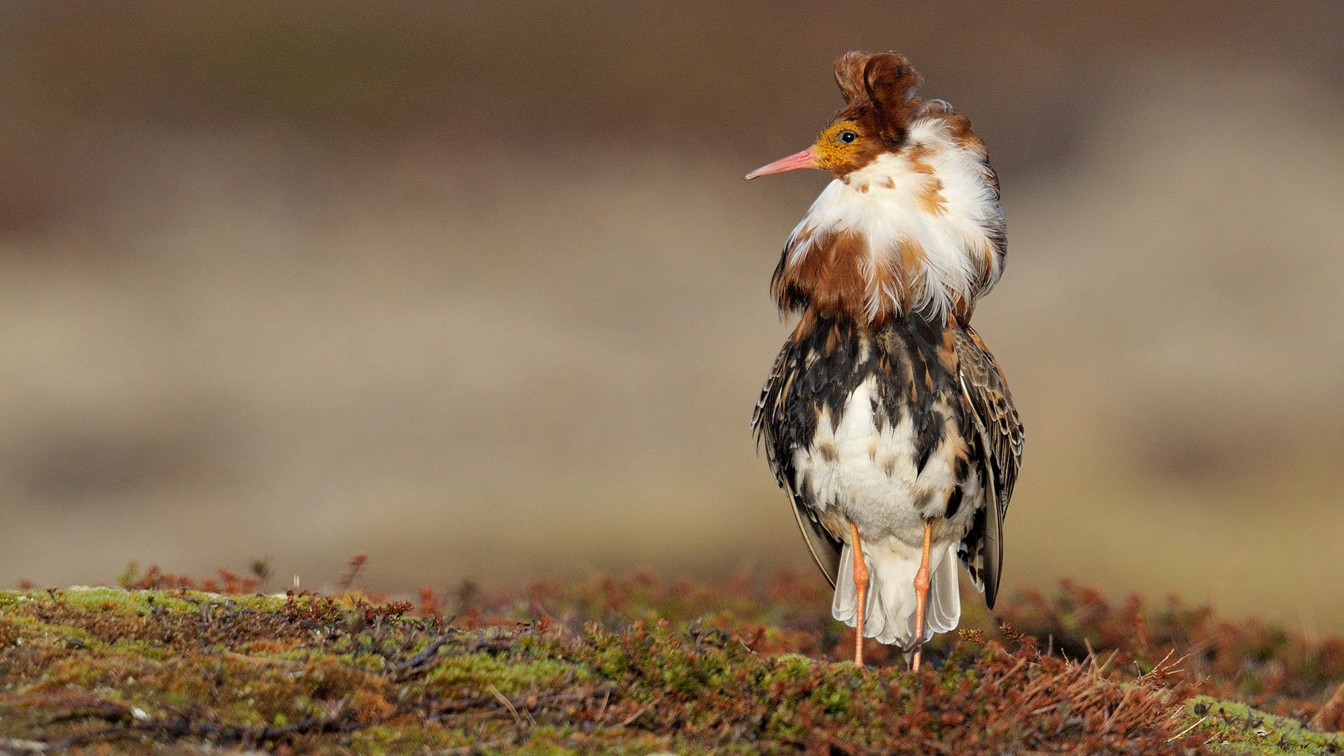 Ruff (Philomachus pugnax) male for London Fashion Week