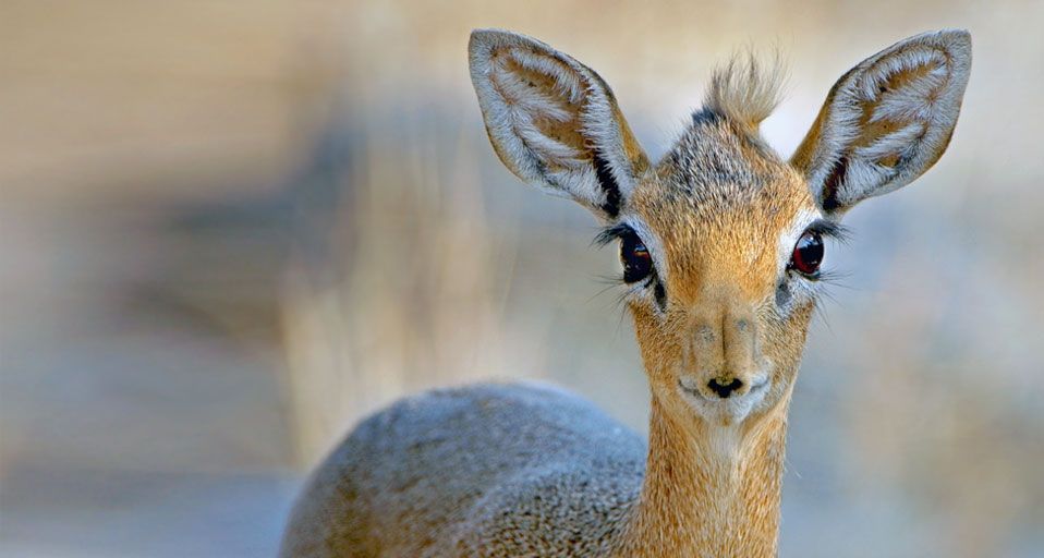 Close up of a Damara dik-dik (Madoqua kirkii) from Etosha National Park, Namibia