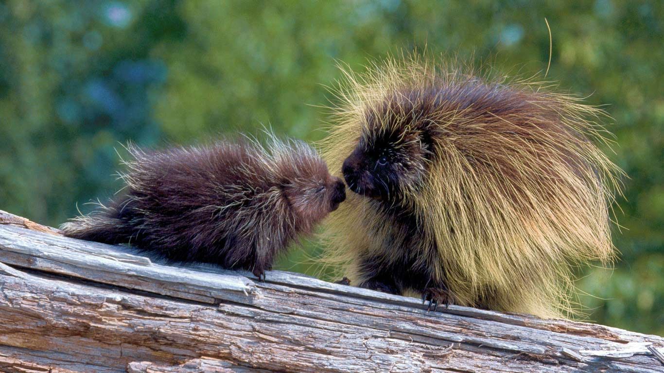 Porcupines in Glacier National Park, Montana