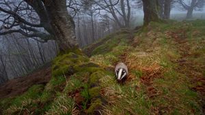 European badger foraging in the Black Forest, Germany (© Klaus Echle/Minden Pictures)(Bing Australia)