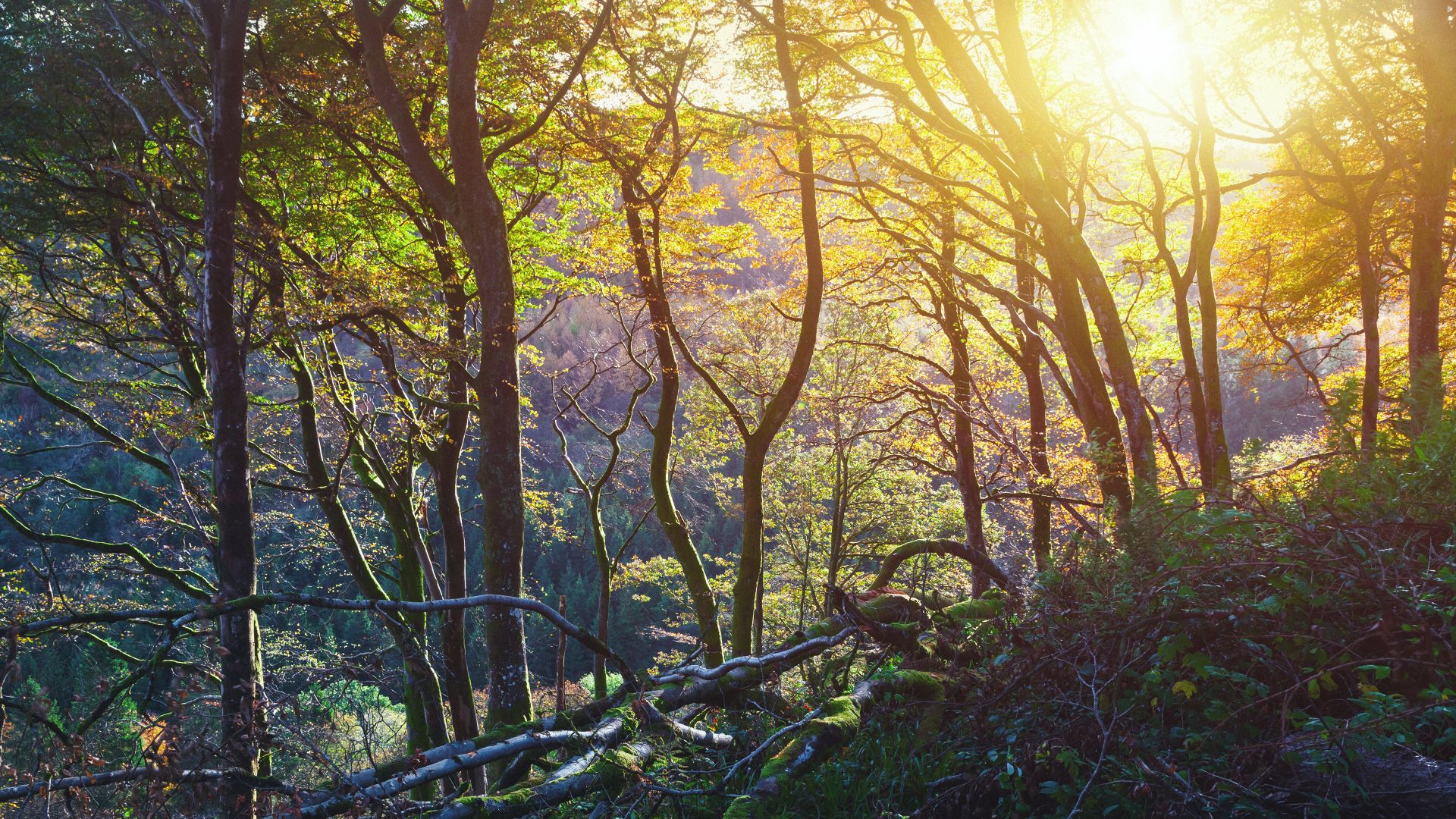 Tramonto nel parco forestale di Glenariff, contea di Antrim, Irlanda
