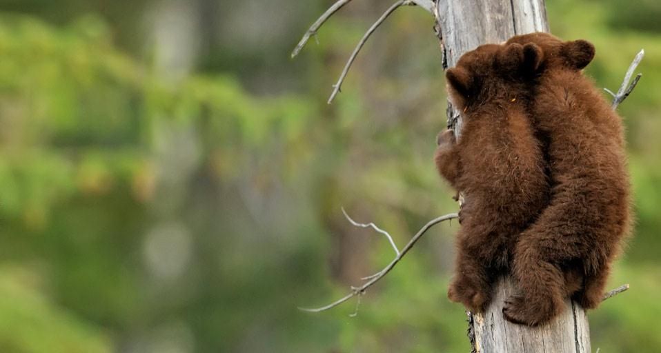 American black bear cubs in Jasper National Park, Alberta, Canada