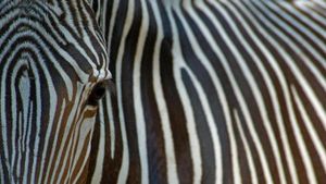一只濒临灭绝的细纹斑马的特写镜头 (© Edwin Giesbers/Getty Images)(Bing China)