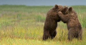 Two brown grizzly bears cubs, Alaska, U.S.A. (© Deb Garside/age fotostock) &copy; (Bing New Zealand)