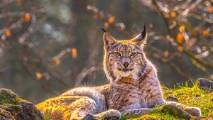 シベリアオオヤマネコ, シベリア (© Mario Plechaty Photograph/Shutterstock)(Bing Japan)