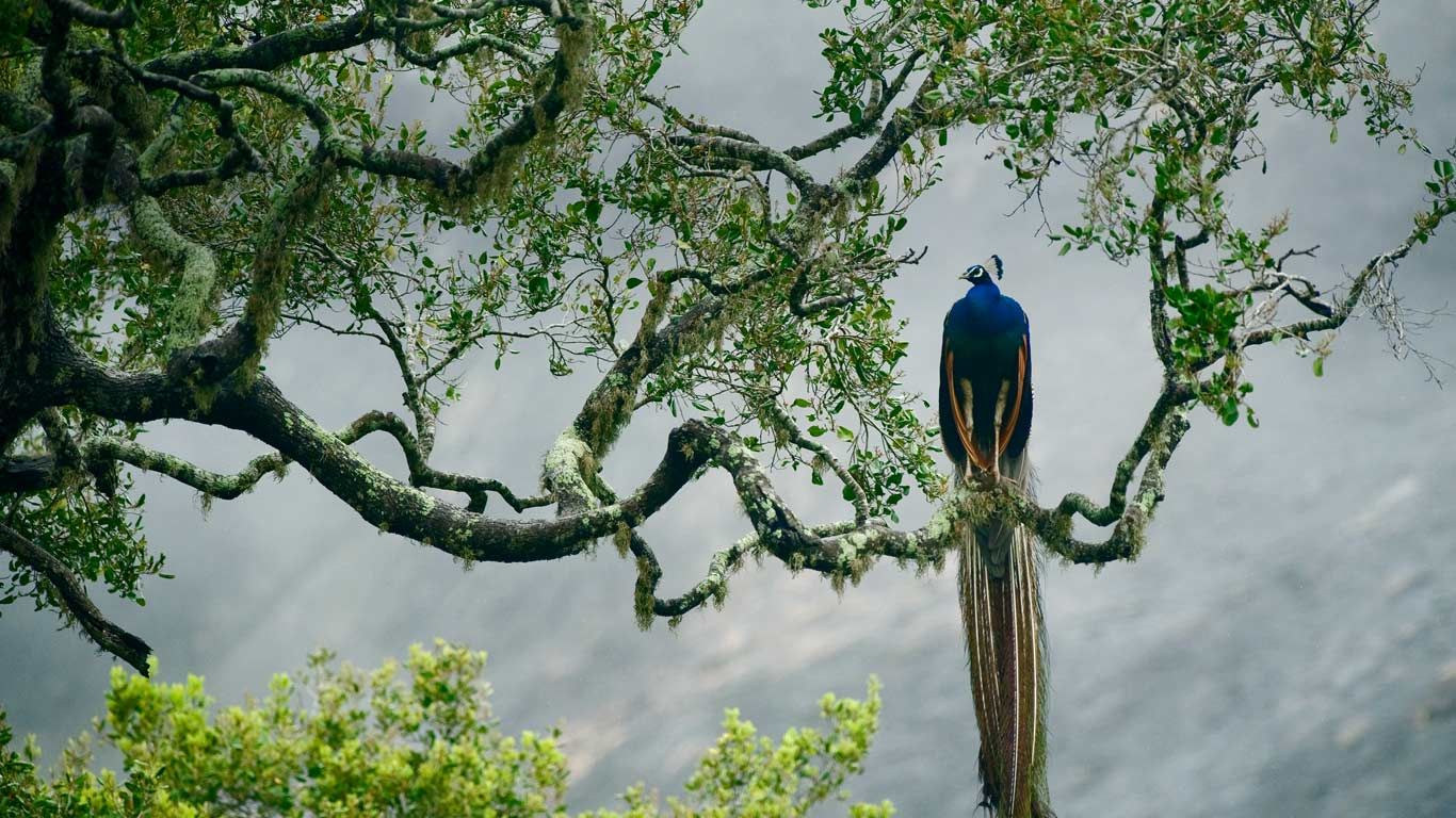 Indian peacock in Yala National Park, Sri Lanka