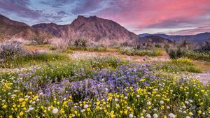 安沙波利哥沙漠州立公园，美国加利福尼亚州 (© Stephen Matera/Tandem Stills + Motion)(Bing China)