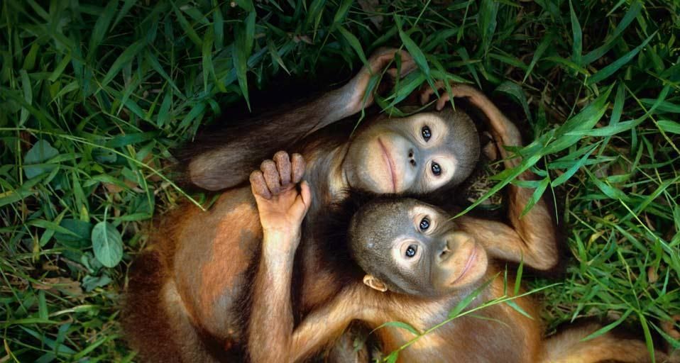 Orphaned orangutans at Sepilok Reserve, Borneo