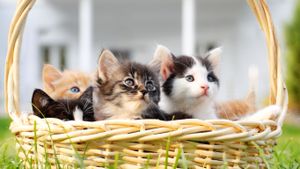 Kittens in a basket (© skynesher/Creatas Video/Getty Images)(Bing United States)