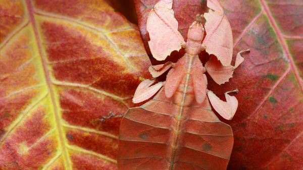 Leaf insect, Indonesia