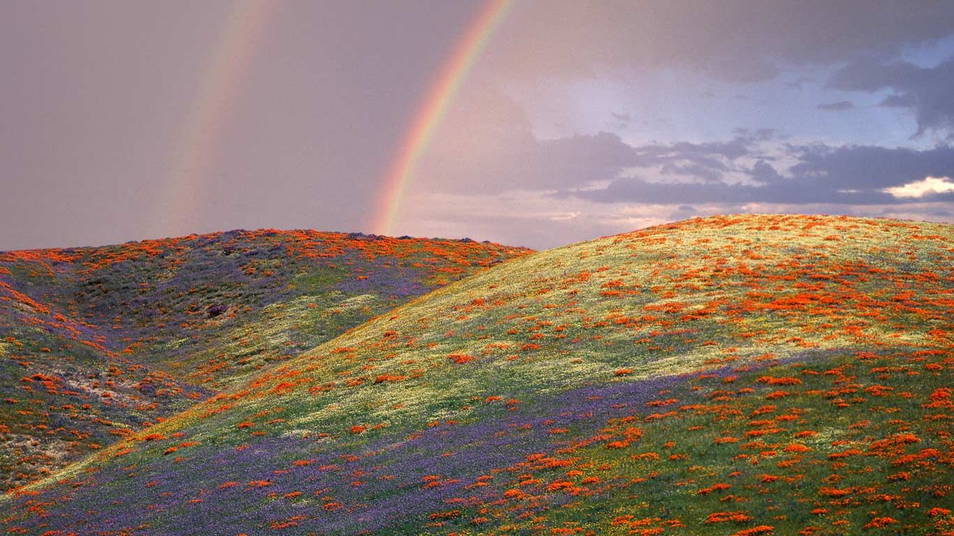 Poppies and lupine in Los Angeles County, California