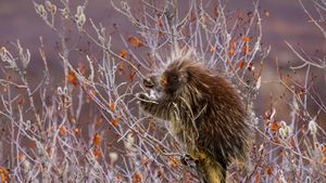 Porcupine, Alaska, USA (© Design Pics/Danita Delimont)(Bing Australia)