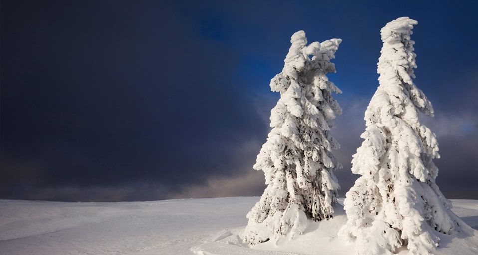 Schneebedeckte Tannenbäume im Bayrischen Wald