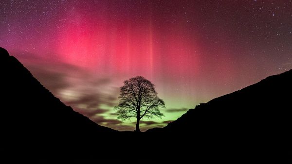 Aurora borealis over Sycamore Gap Tree, Hadrian\'s Wall, Northumberland