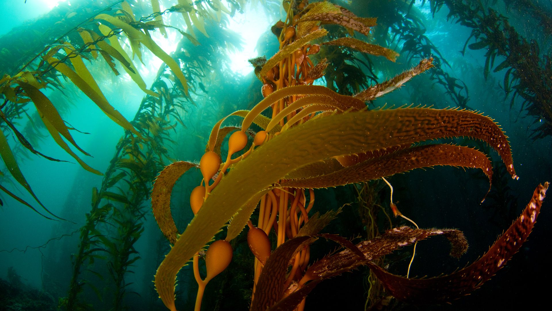 A kelp forest off Anacapa Island, Channel Islands National Park, California, United States