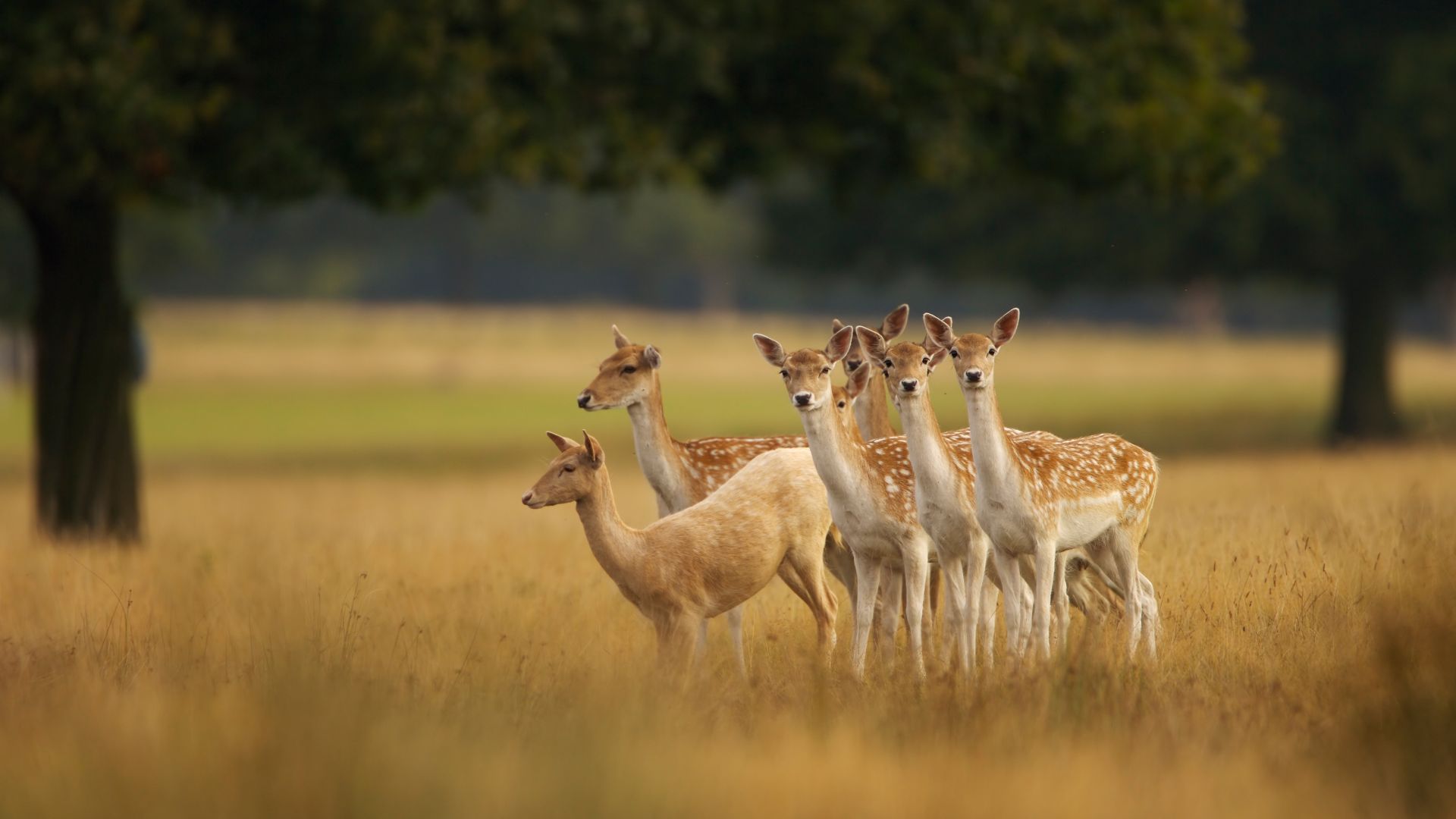 European fallow deer, England