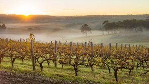 Dawn in the vineyards near Margaret River, Australia (© Nick Rains/Corbis NX/Getty Images)(Bing Australia)