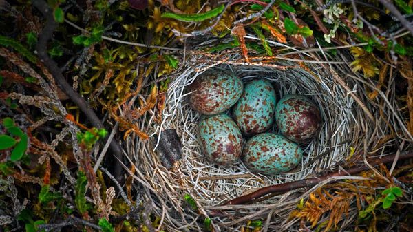 Ground nest in the Arctic National Wildlife Refuge, Alaska