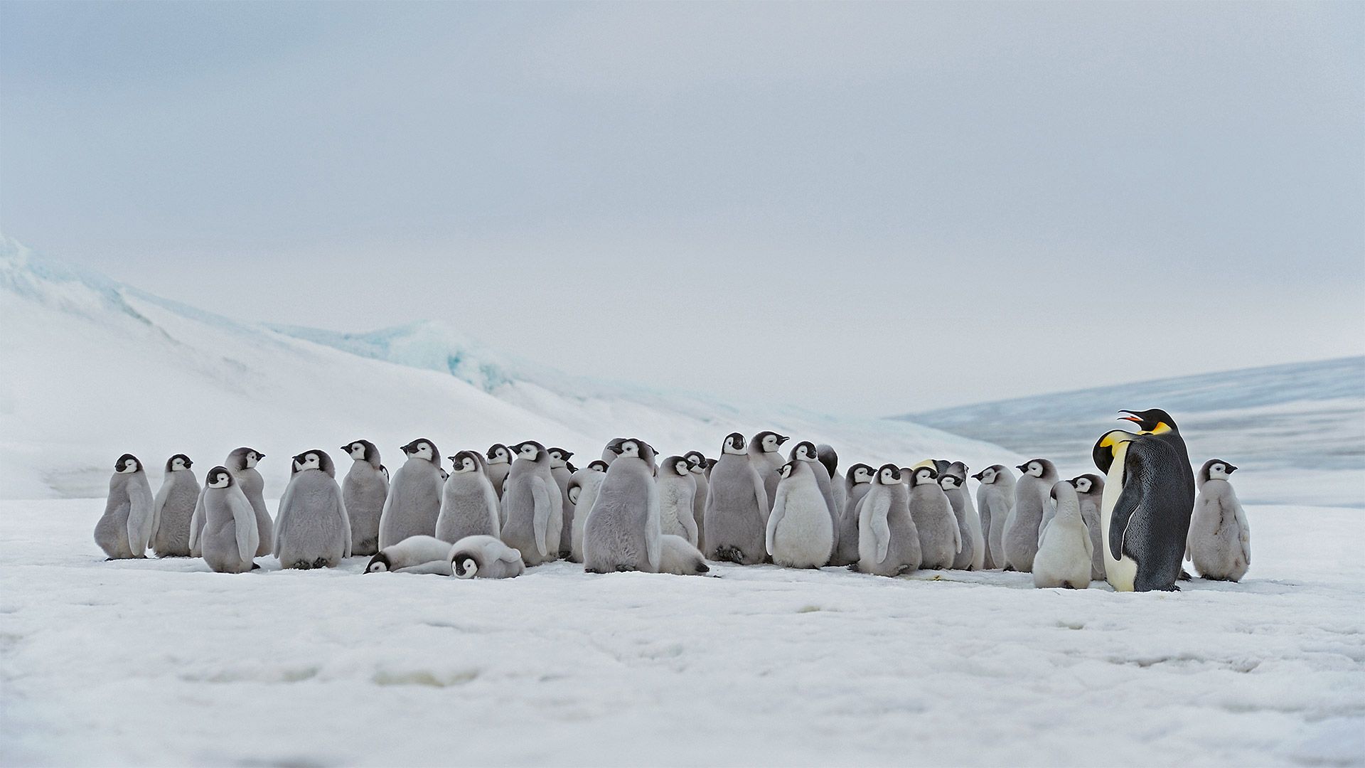 Emperor penguin adults and chicks at the Snow Hill Island rookery, Antarctica